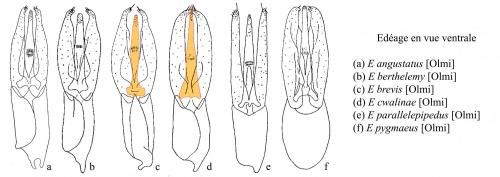 Esolus divers